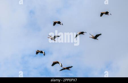 Canards siffleurs à ventre noir volant dans les terres humides de Wakodahatchee à Delray Beach, Floride, États-Unis Banque D'Images