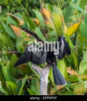 Anhinga desséchant ses ailes aux Wakodahatchee Wetlands à Delray Beach, Floride, États-Unis Banque D'Images