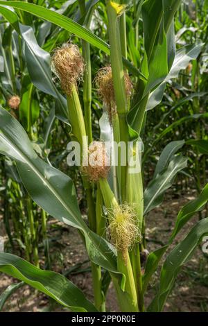 Plusieurs épis de maïs avec des bractées dans un champ de maïs. Les bractées vertes protègent les grains de maïs. Les nervures des feuilles sont clairement visibles. Banque D'Images