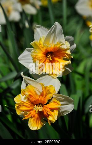 Une paire de fleurs de jonquilles montrant des pétales blancs et une tasse de corona orange vif. Bulbes à fleurs printanières. Wiltshire, Angleterre Banque D'Images