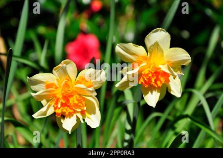 Une paire de doubles têtes de fleur de jonquille montrant des pétales jaune pâle et orange vif double corona.Spring bulbes à fleurs. Wiltshire, Angleterre Banque D'Images