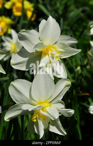 Une paire de doubles têtes de fleur de jonquille montrant des pétales blancs et blanc et des bulbes de fleur de double corona.Spring. Wiltshire, Angleterre Banque D'Images