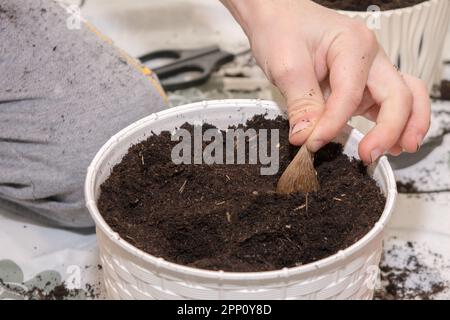 FREESIA. Le processus de plantation des bulbes de fleurs de freesia dans un pot blanc Banque D'Images