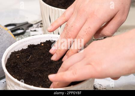 FREESIA. Le processus de plantation des bulbes de fleurs de freesia dans un pot blanc Banque D'Images