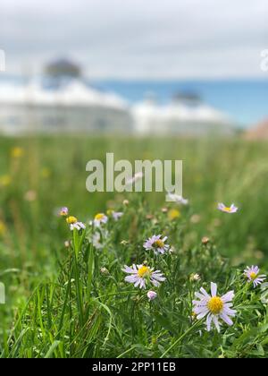 Une belle scène extérieure avec un champ luxuriant de fleurs sauvages vibrantes Banque D'Images