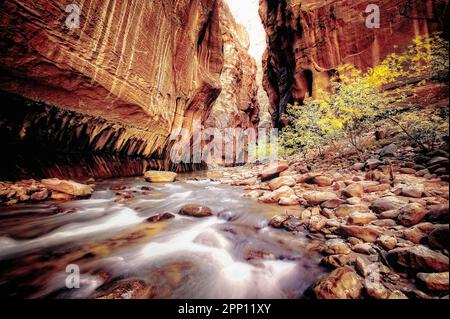 L'embranchement nord de la Virgin River qui a créé le canyon profond et cette section intitulée le passage étroit dans Zion National Park, Utah. Banque D'Images