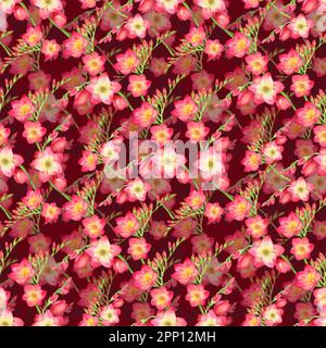 fleurs rouges freesia, belle branche de bouquet sur un fond rouge, sans couture tropic motif aquarelle illustration. Dessin pour impression sur tissu, wa Banque D'Images