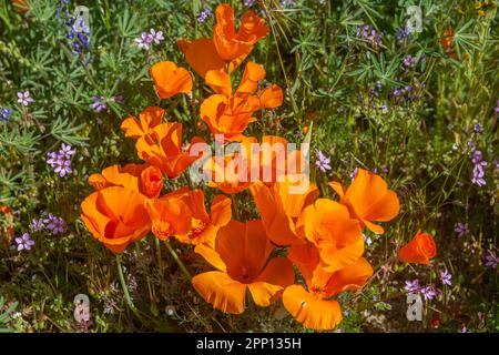 Les conditions météorologiques ont produit des fleurs de pavot et de fleurs sauvages dans la vallée de l'Antelope, au nord de Los Angeles, en 2019 et en 2023. Banque D'Images