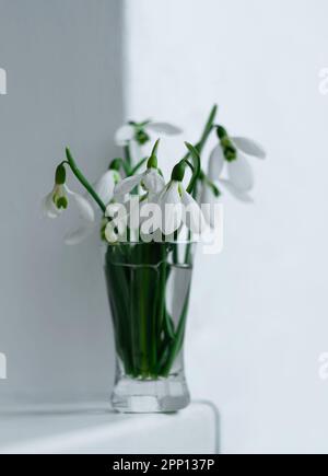 Magnifique bouquet de fleurs blanches de Snowdrops ou de Galanthus dans vase en verre, gros plan clair. Papier peint floral. Fleurs des plantes de rosée avec des feuilles Banque D'Images
