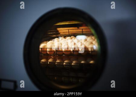 Nombreux œufs dans l'incubateur thermique Banque D'Images