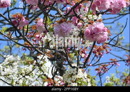 Berlin, Allemagne. 21st avril 2023. Un cerisier à deux tons fleurit en blanc et en rose au soleil de Berlin. Le printemps apporte des températures de 19 degrés à Berlin. Credit: Jonathan Penschek/dpa/Alay Live News Banque D'Images