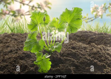 Jeune plante de courgettes poussant dans le jardin potager Banque D'Images