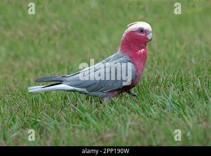 Galah (Eolophus roseicapilla albiceps) adulte marchant sur graas sud-est Queensland, Australie. Mars Banque D'Images