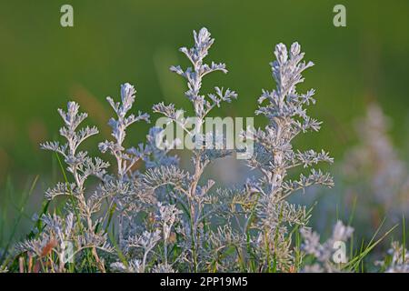 Bois de millepertuis / vieille femme (Artemisia maritima / Artemisia pseudogallica) arbustes décidus poussant dans le marais salé en été Banque D'Images