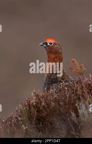 Tétras rouge mâle (Lagopus lagopus scotica) dans des landes denses de bruyère Banque D'Images