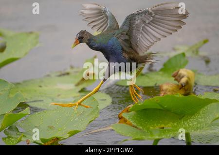 Gallinule violet sur les Lily Pads Banque D'Images