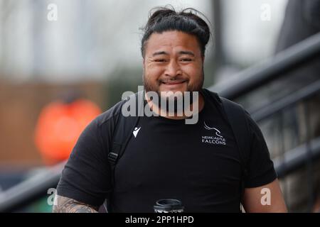 Newcastle, Royaume-Uni. 21st avril 2023. Logovi'i Mulipola de Newcastle Falcons est photographié et arrive au sol pour le match Gallagher Premiership entre Newcastle Falcons et Northampton Saints à Kingston Park, Newcastle, le vendredi 21st avril 2023. (Photo : Chris Lishman | MI News) Credit : MI News & Sport /Alay Live News Banque D'Images