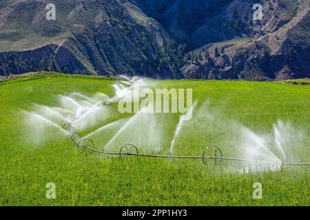 Arrosage sprinkleur en ligne de roues d'un champ et d'un pré terres agricoles vertes Banque D'Images