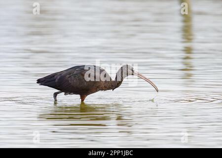 Un Ibis brillant marchant dans l'eau à la recherche de nourriture, jour ensoleillé au printemps en Camargue (Provence, France) Banque D'Images