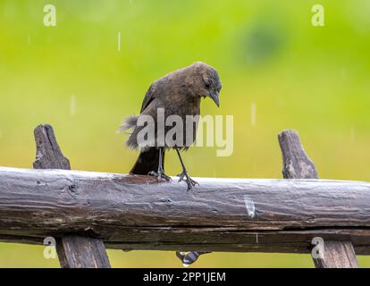 Une belle femelle de Brewer's Blackbird (Euphagus cyanocephalus) se perche sur un poteau de garde-temps un jour pluvieux d'automne dans la campagne du Colorado. Banque D'Images
