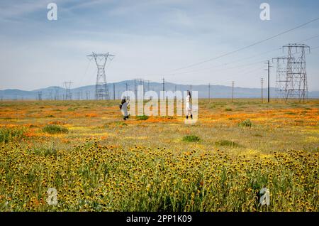 Deux jeunes femmes dans le domaine des fleurs sauvages prennent des photos de téléphone à Antelope Valley California Poppy Reserve, Lancaster, Californie, pendant la super floraison. Banque D'Images