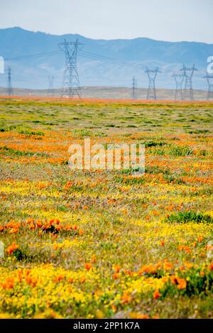 Champ de la Californie coquelicots et fleurs sauvages avec des tours de transformateur d'électricité dans la vallée d'Antelope, Lancaster, Californie. Montagnes à distance. Banque D'Images