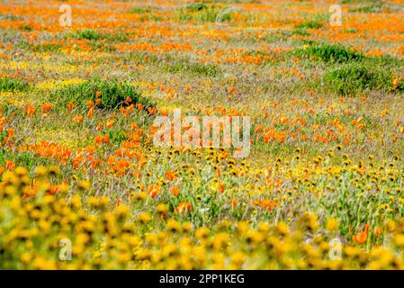 Fleurs sauvages colorées mélangées pendant la super floraison printanière; fleurs jaunes et orange à la réserve de pavot de la Californie d'Antelope Valley, Lancaster, Californie. Banque D'Images