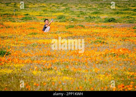 Homme prenant une photo de selfie de lui-même dans un champ de fleurs sauvages à la réserve de coquelicot de la Californie d'Antdéveloppez Valley, à Lancaster, en Californie, pendant la superfloraison Banque D'Images