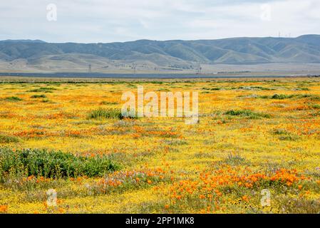 Un champ de fleurs sauvages colorées à la réserve de coquelicots de la Californie d'Antelope Valley pendant une superfloraison printanière. Des fleurs jaunes et orange remplissent le paysage. Banque D'Images