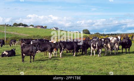 Un troupeau de vaches sur un pâturage vert d'une ferme laitière en Irlande. Un champ d'herbe verte et du bétail sous un ciel bleu. Paysage agricole, vache sur vert gr Banque D'Images