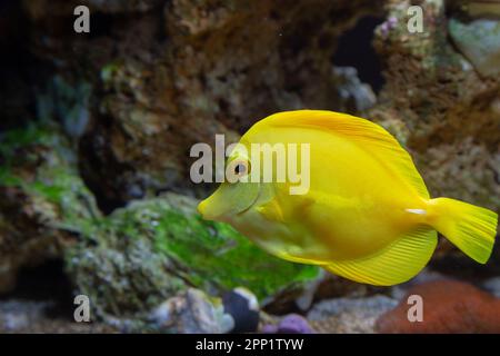 Zebrasoma flavescens - Tang jaune dans l'aquarium de récif. Banque D'Images