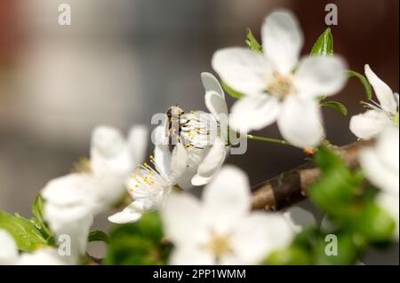 Un drone commun pollinise des fleurs blanches dans un jardin de printemps. Eristalis tenax ou survolge européen, et non l'abeille, nourrissant le pollen de la fleur. Ressort g Banque D'Images
