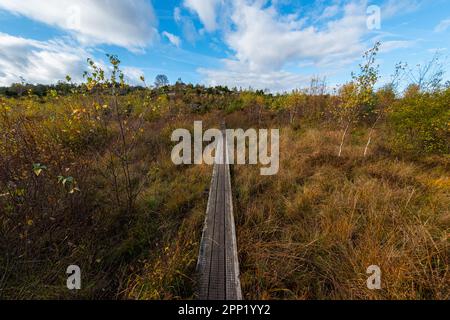 Promenade étroite sur une tourbière à l'automne. Banque D'Images