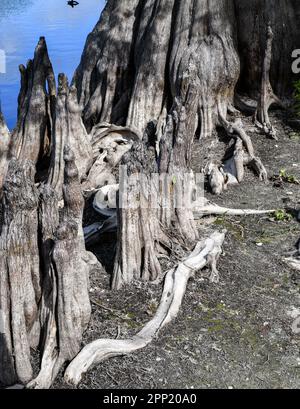 tronc et branches d'arbres en bois altérés dans le sable de l'océan le long de la plage Banque D'Images