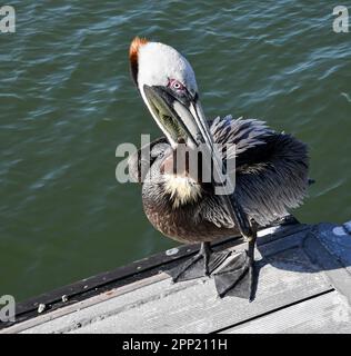 Vue rapprochée de Pelican sur la jetée du port Banque D'Images
