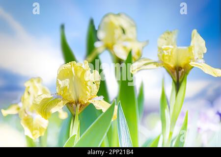 Fleurs d'iris violet vibrantes qui poussent de haut dans un champ humide avec un ciel bleu en arrière-plan. Banque D'Images