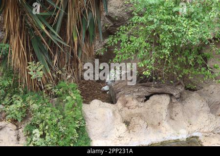 Un tigre du Bengale blanc se couche au soleil à Loro Park Loro Parque , Tenerife. Îles Canaries Banque D'Images