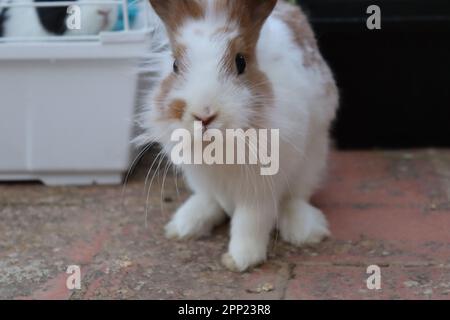 Lapin domestique aux cheveux bruns et blancs sur la terrasse de ma maison Banque D'Images