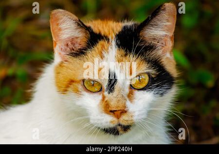 Suzie Q, un chat féral calico, est photographié 9 avril 2023, à Coden, Alabama. Environ 99,9 pour cent des chats calico sont des femmes. Banque D'Images