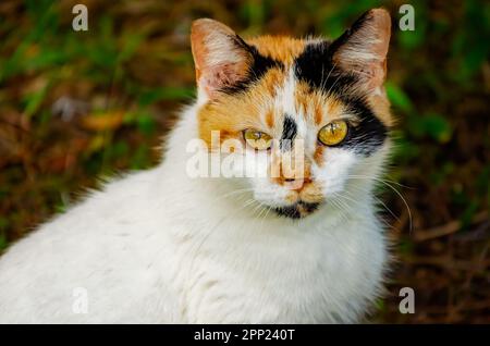 Suzie Q, un chat féral calico, est photographié 9 avril 2023, à Coden, Alabama. Environ 99,9 pour cent des chats calico sont des femmes. Banque D'Images