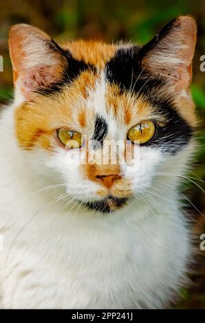 Suzie Q, un chat féral calico, est photographié 9 avril 2023, à Coden, Alabama. Environ 99,9 pour cent des chats calico sont des femmes. Banque D'Images