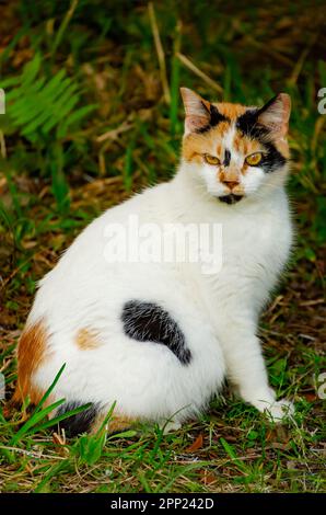 Suzie Q, un chat féral calico, est photographié 9 avril 2023, à Coden, Alabama. Environ 99,9 pour cent des chats calico sont des femmes. Banque D'Images