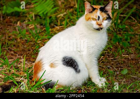 Suzie Q, un chat féral calico, est photographié 9 avril 2023, à Coden, Alabama. Environ 99,9 pour cent des chats calico sont des femmes. Banque D'Images