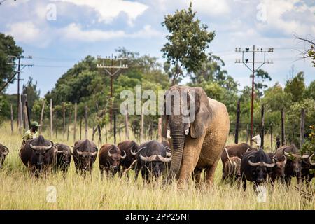 Des membres de cinq grands animaux africains, éléphants et buffles marchant ensemble dans la savane lors d'un safari africain en véhicule ouvert au Zimbabwe, Imire Banque D'Images