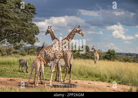 Plusieurs animaux sauvages (zébra et girafe), se rassemblent autour de la source d'eau dans la savane dans le parc national de préservation Imire, au Zimbabwe, safari en Afrique Banque D'Images