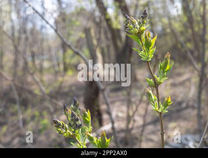 La promesse du printemps : bourgeons de fleurs lilas Banque D'Images