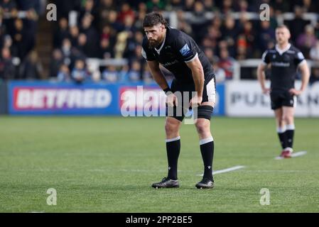 Newcastle, Royaume-Uni. 21st avril 2023. Greg Peterson, de Newcastle Falcons, regarde pendant le match Gallagher Premiership entre Newcastle Falcons et Northampton Saints à Kingston Park, Newcastle, le vendredi 21st avril 2023. (Photo : Chris Lishman | MI News) Credit : MI News & Sport /Alay Live News Banque D'Images