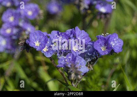 Gros plan de la fleur de phacelia, violette sauvage et éloignée. Banque D'Images