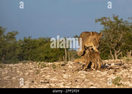 Femmes jeunes mâles et petits dans le parc national d'Etosha Banque D'Images