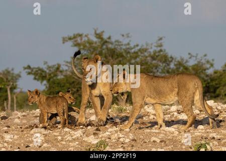 Femmes jeunes mâles et petits dans le parc national d'Etosha Banque D'Images